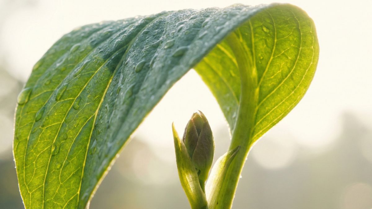 Psihoterapie copii și consiliere parentală în Sibiu - cabinet Corman Ioana Ligia.